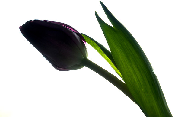 054 - Tulip