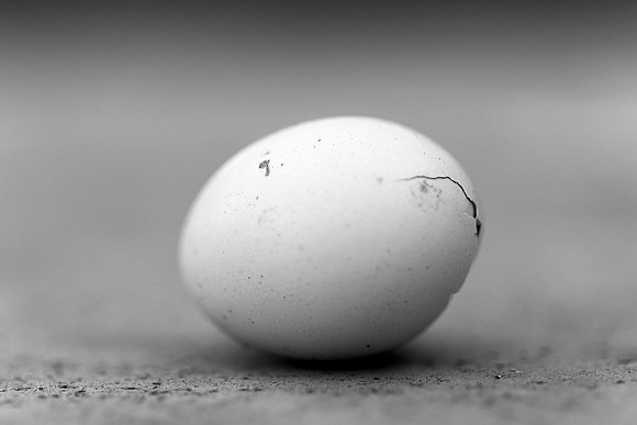 140 -  Bird Egg