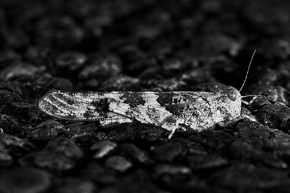 158 - Grasshopper