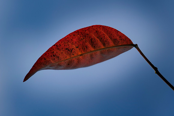 019 - Red Leaf