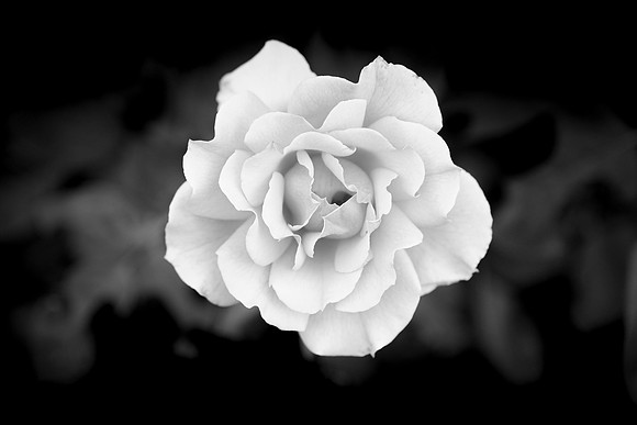 160 - The Rose