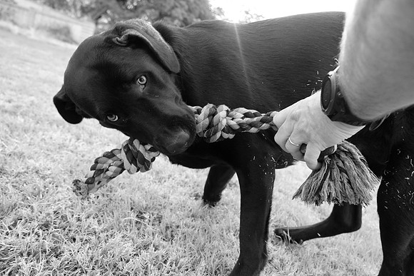 031 - Tug-of-War