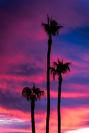 311 - Colorful Palms