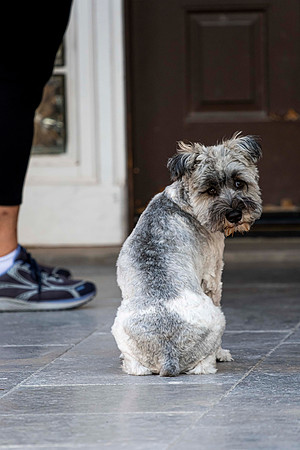 242 - Lost Dog