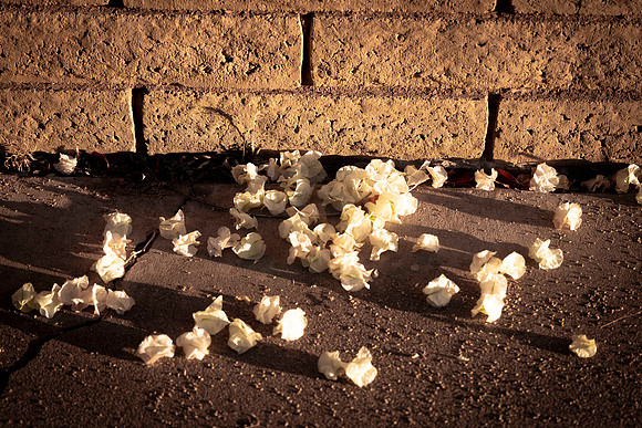 290 - Flower Petals
