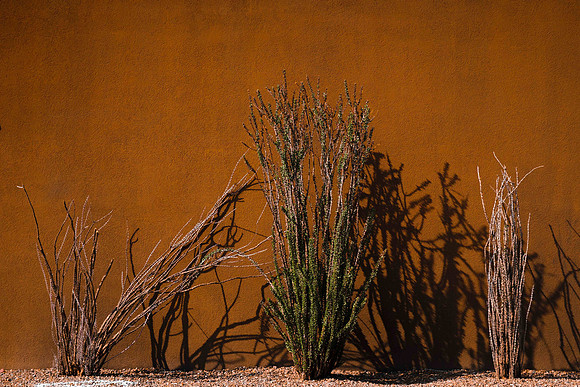 264 - Ocotillo Study