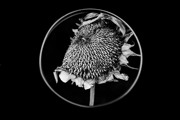 248 - Sunflower