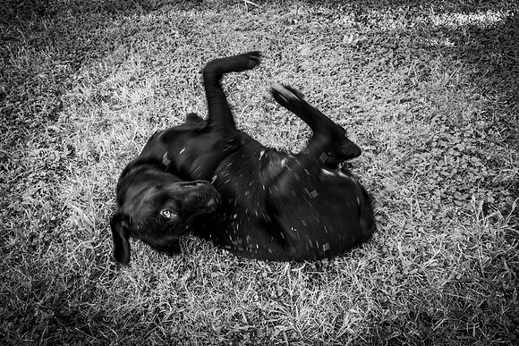 253 - Piper at Play