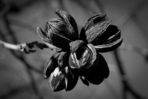 030 - Pecans
