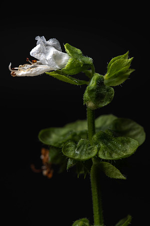 294 - Basil Flower