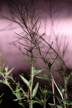 056 - Weed Abstract
