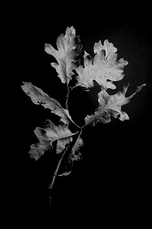 145 - Oak Leaves