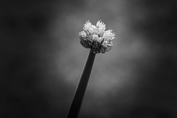 078 - Onion Flowers