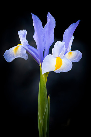 063 - Iris