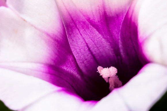 277 - Sweet Flower