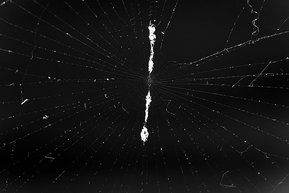 164 - Spider Web