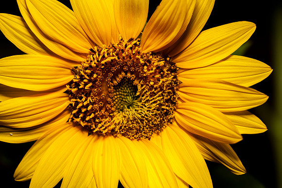 183 - Sunflower