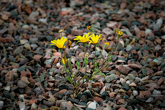 094 - Flowers