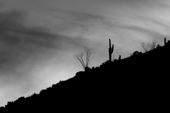 156 - Mercury, Ocotillo & Saguaro