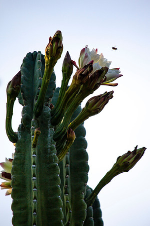 193 - Flower