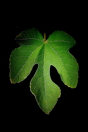 270 - FIg Leaf