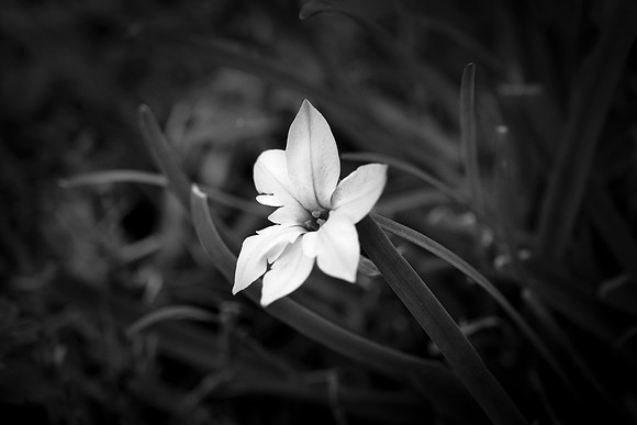 061 - Flower