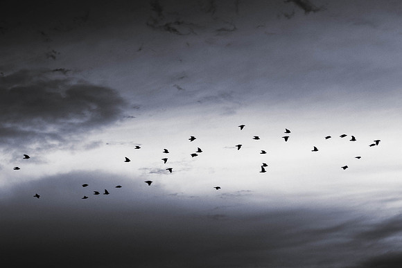 299 - Morning Flight