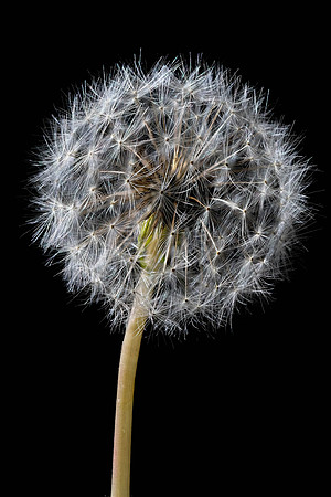 302 - Dandelion: Stacked