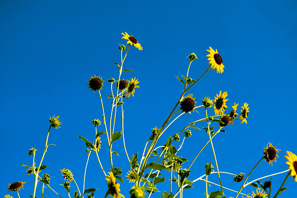180 - Sunflowers