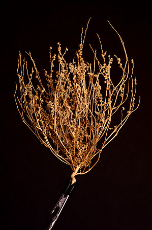 154 - Plant Study