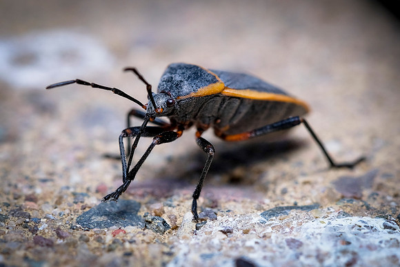 161 - Insect