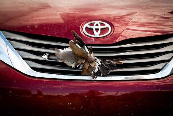 201 - Dead Dove