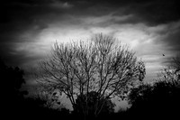 09 - Winter Tree