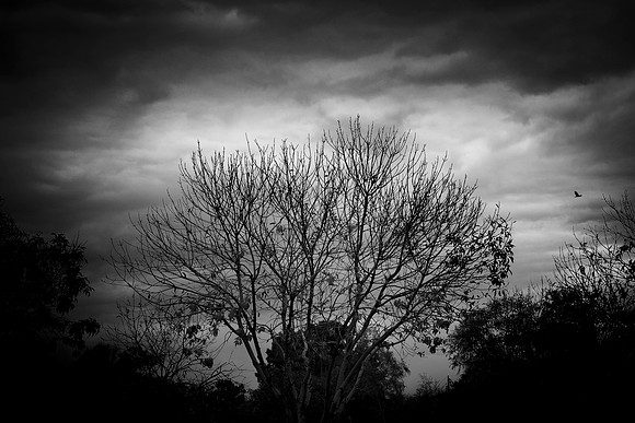 09 - Winter Tree