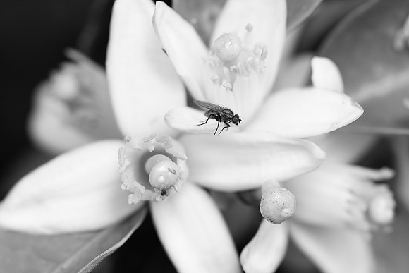079 - The Fly