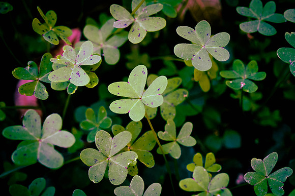 334 - Bermuda Buttercup