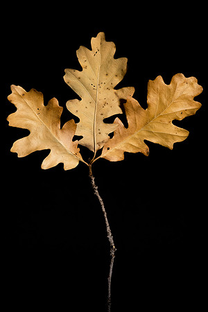 150 - Oak Leaves 2