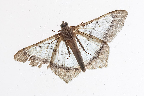 132 - The Moth
