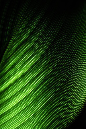 291 - Leaf Detail
