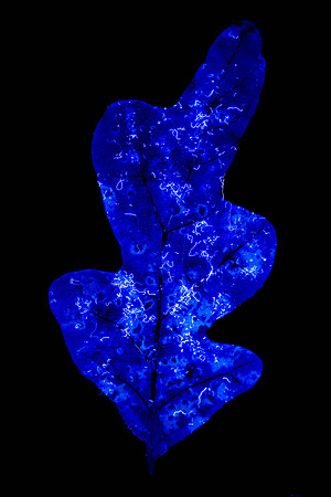 304 - Blacklight Leaf