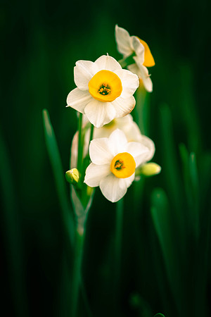 319 - Narcissus Flower