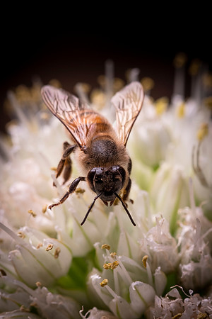 092 - The Bee