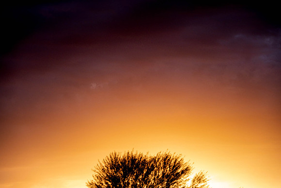 300 - Burning Tree