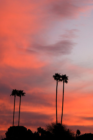 045 - Sunrise and Palm Trees