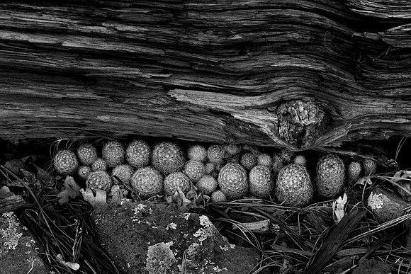 172 - Hidden Cactus