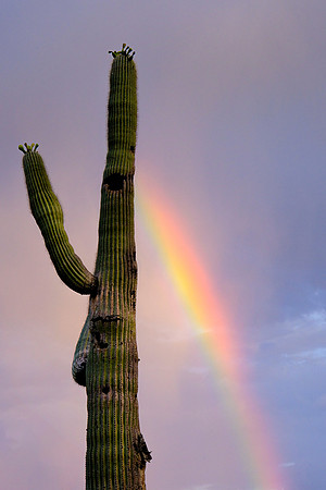 131 - Saguaro and Rainbow