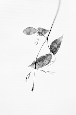 260 - Dappled Leaves