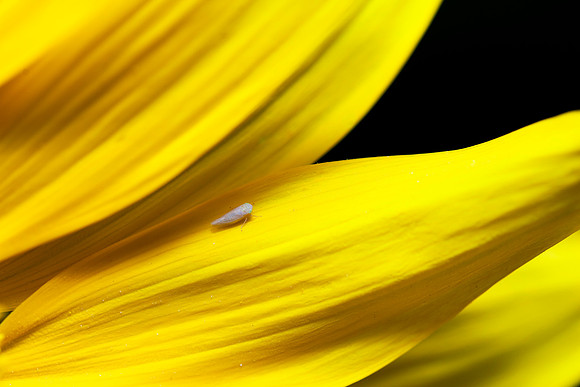 185 - Bug on Petal