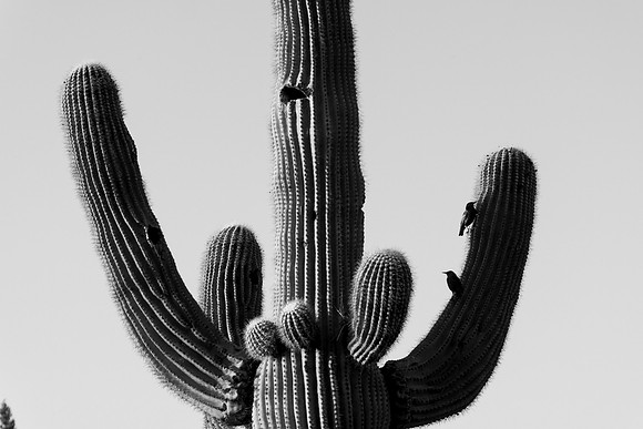 247 - Birds and Saguaro