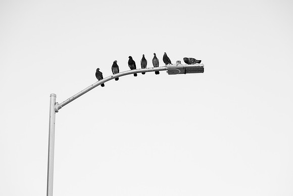 278 - Winged Rats